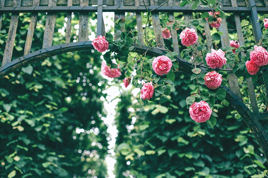 roses, pink, flower, petals, bloom, nature, green, plants, fence, steel