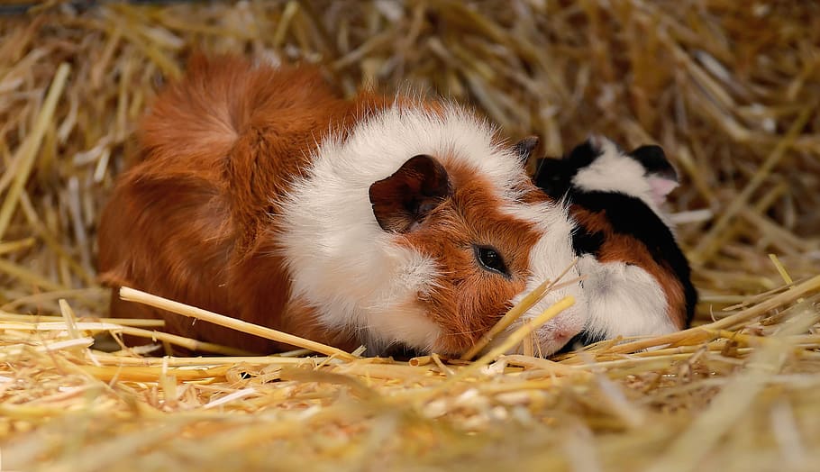 guinea pig, nager, rodent, cute, pet, small animal, sweet, small, fur, nature