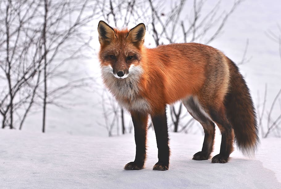 fotografía de zorro marrón, zorro, naturaleza, animales, roux, fauna, animal salvaje, nieve, québec, animal