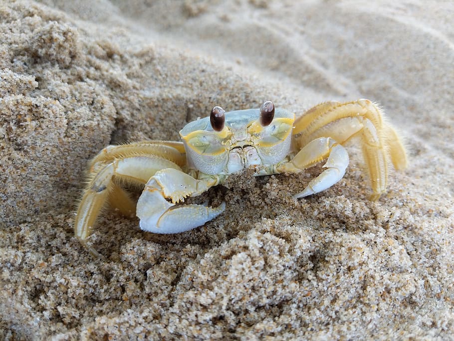 beach, crab, sea, coast, shore, summer, shellfish, crustaceans, cancer, ocean