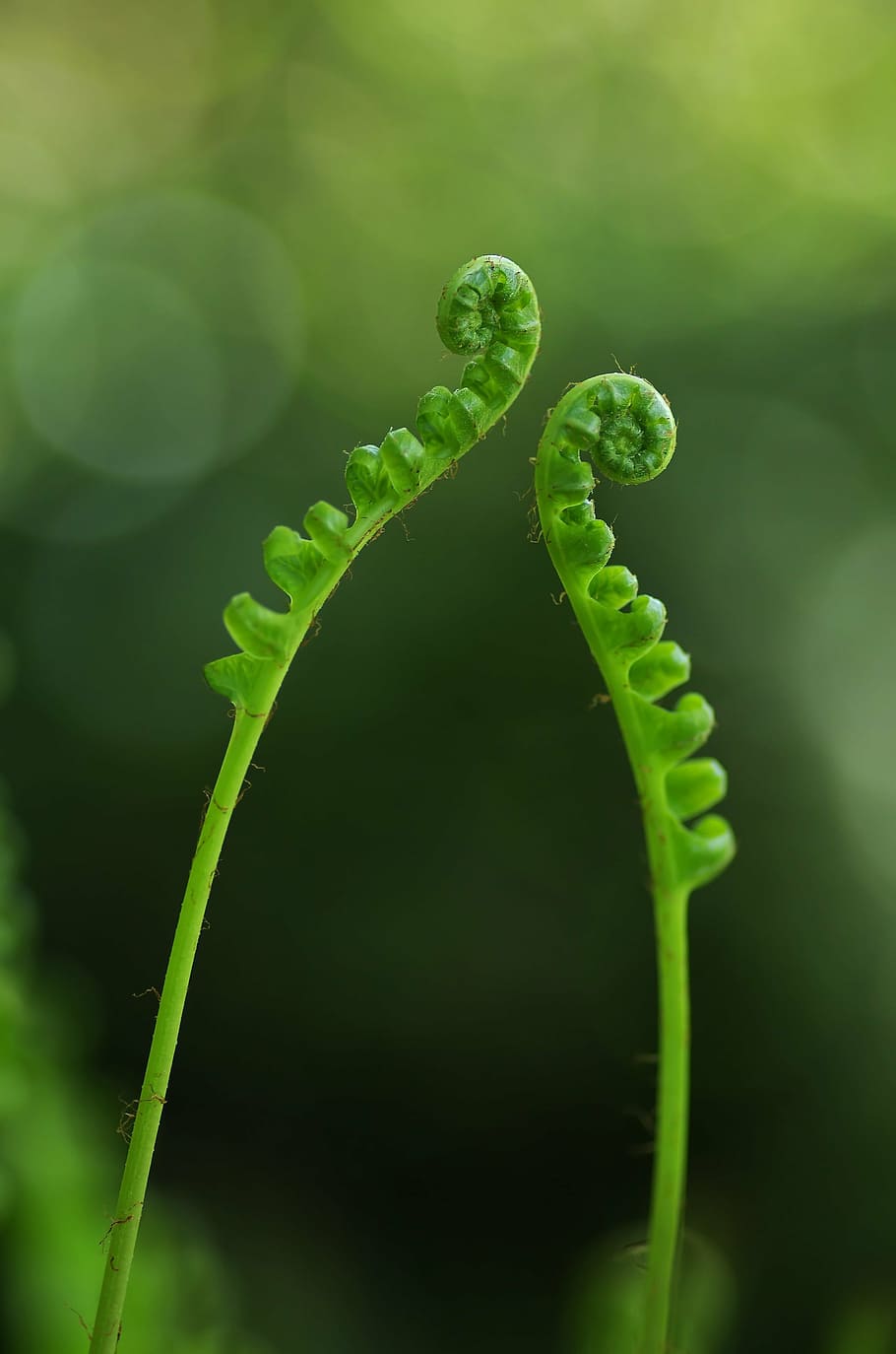 macro photography, green, leaf plant, fern, plant, flamenco, green color, tendril, close-up, nature