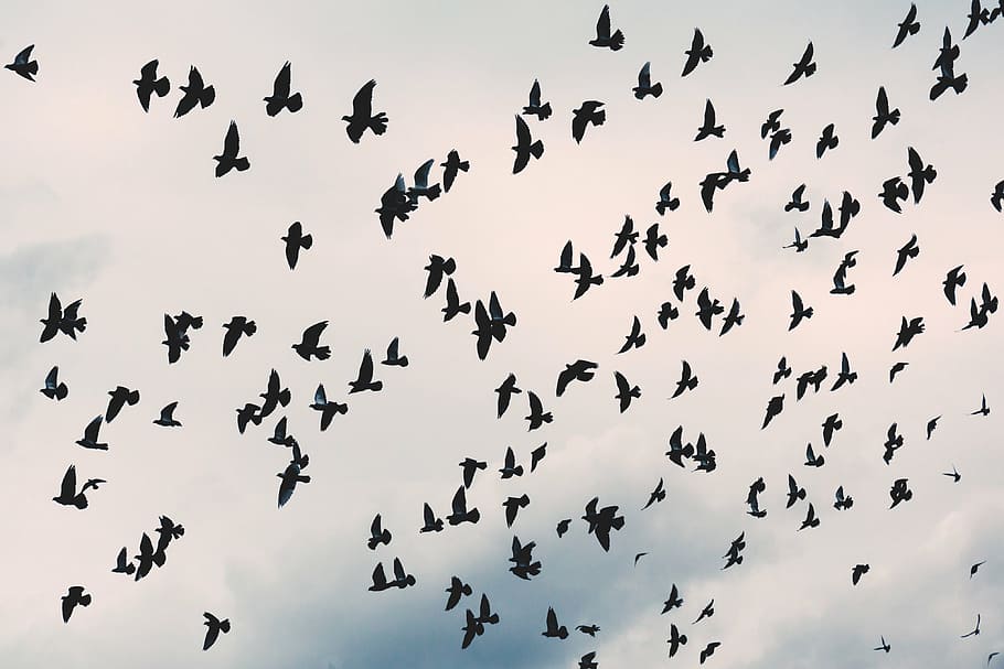 birds, flying, sky, flock, flew, low, angle, view, clouds, nature