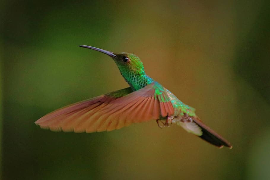 hummingbird, colibri, nature, colorful, wildlife, birds, flying, tropical, animal themes, bird
