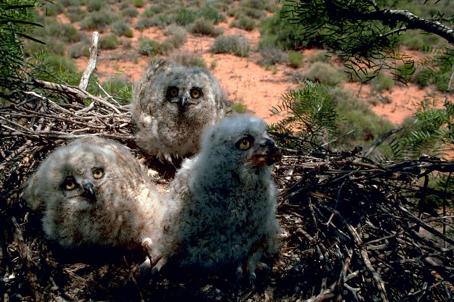 rocky, mountain, great, horned, owl chicks, --, Rocky Mountain, Great Horned Owl, Chicks, Bubo virginianus