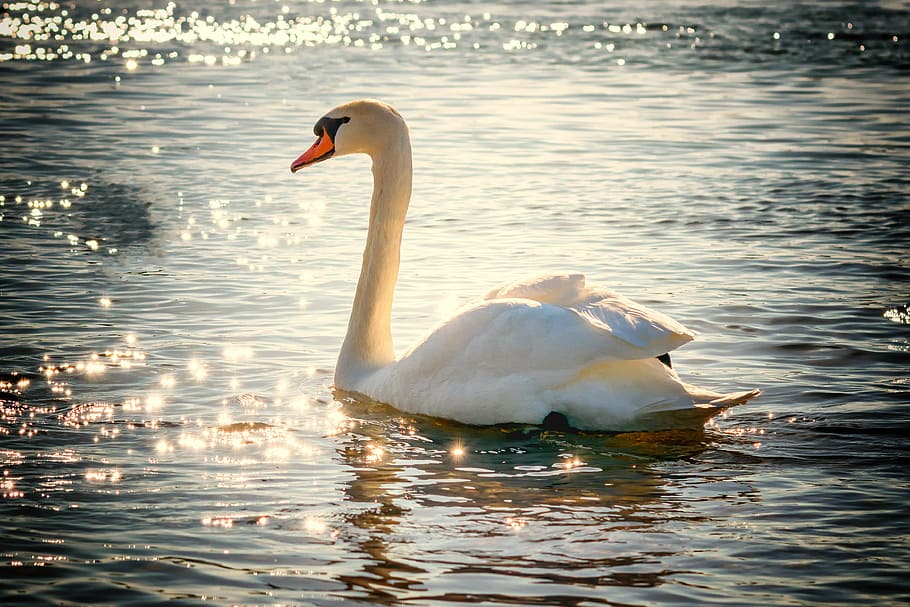 white, swan, body, water, bird, lake, feather, nature, water bird, mirroring