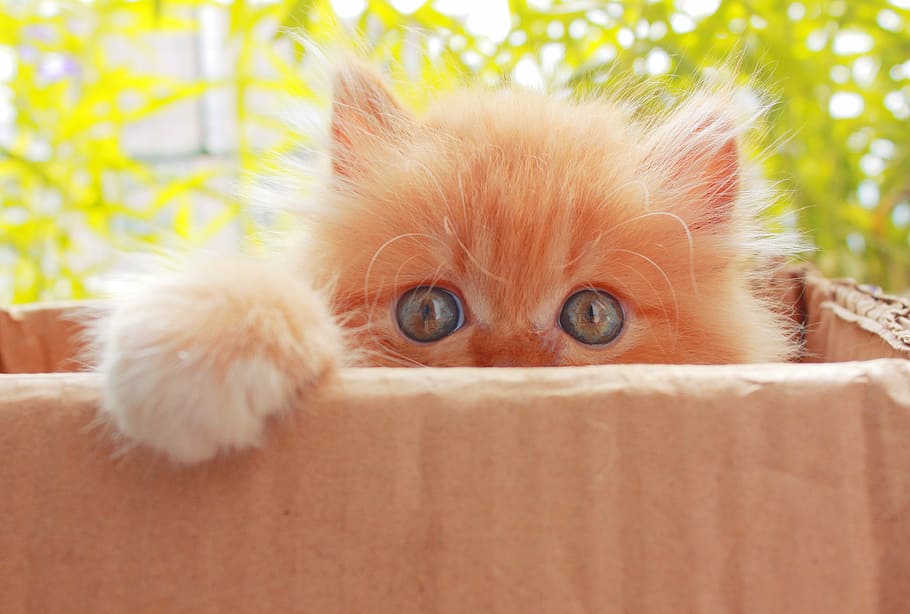 kitten inside box, cute, pet, cat, domestic, animal, little, eye, baby, nature