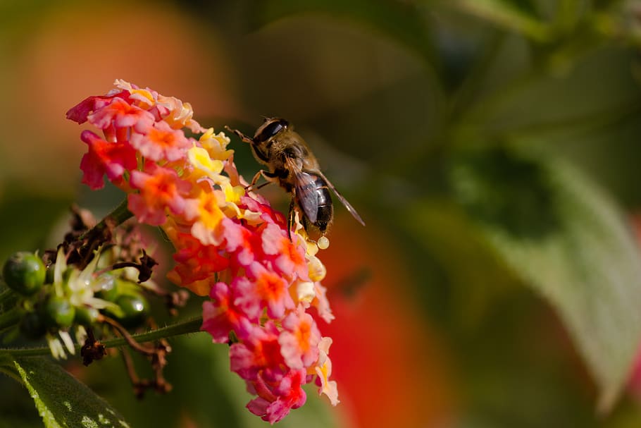 lebah, serangga, hewan, kabur, merah muda, bunga, tanaman, tanaman berbunga, invertebrata, binatang di alam liar