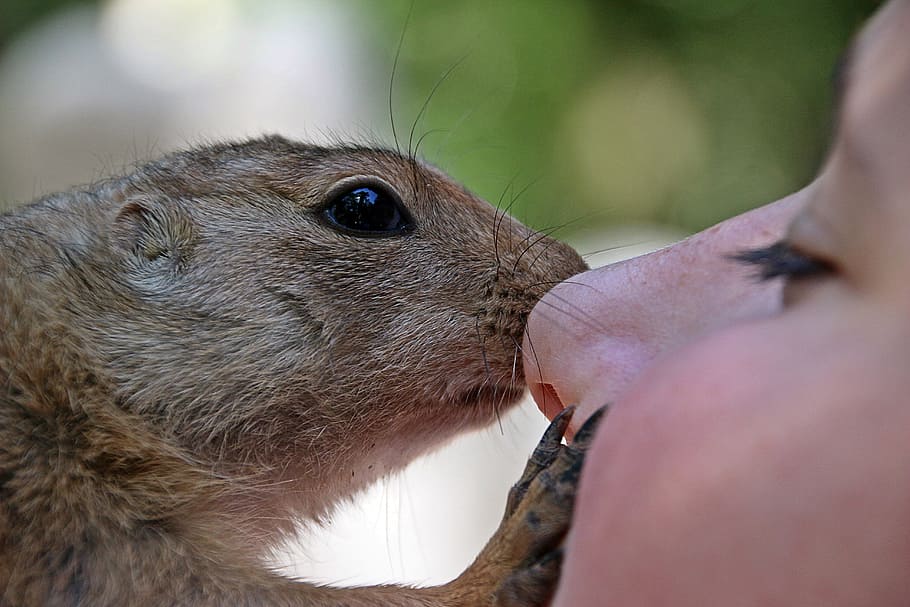 brown, squirrel, kissing, person, african bush squirrel, paraxerus, african squirrel, child's face, eye, nose