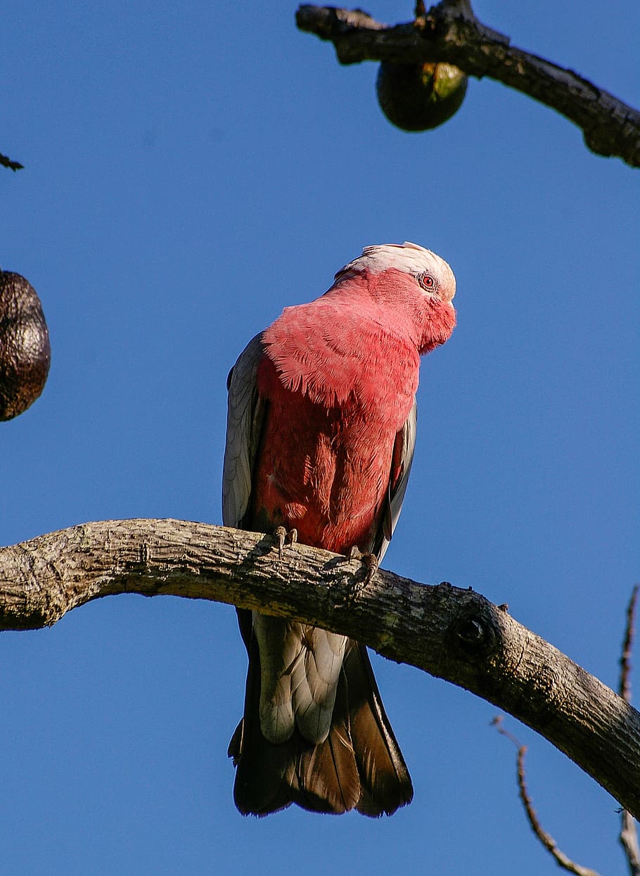 papagaio de galah, empoleirado, ramo, árvore, dia, galah, cacatua de peito rosa, papagaio, pássaro, rosa