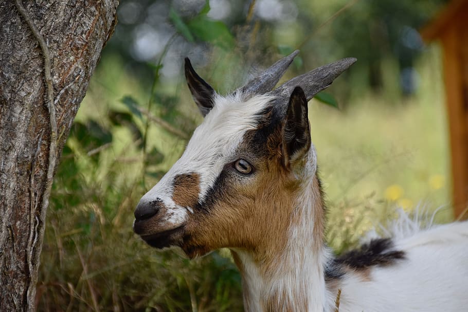 goat pépito, goat, herbivore, ruminant, kid, mammal, nature, animal, field, portrait