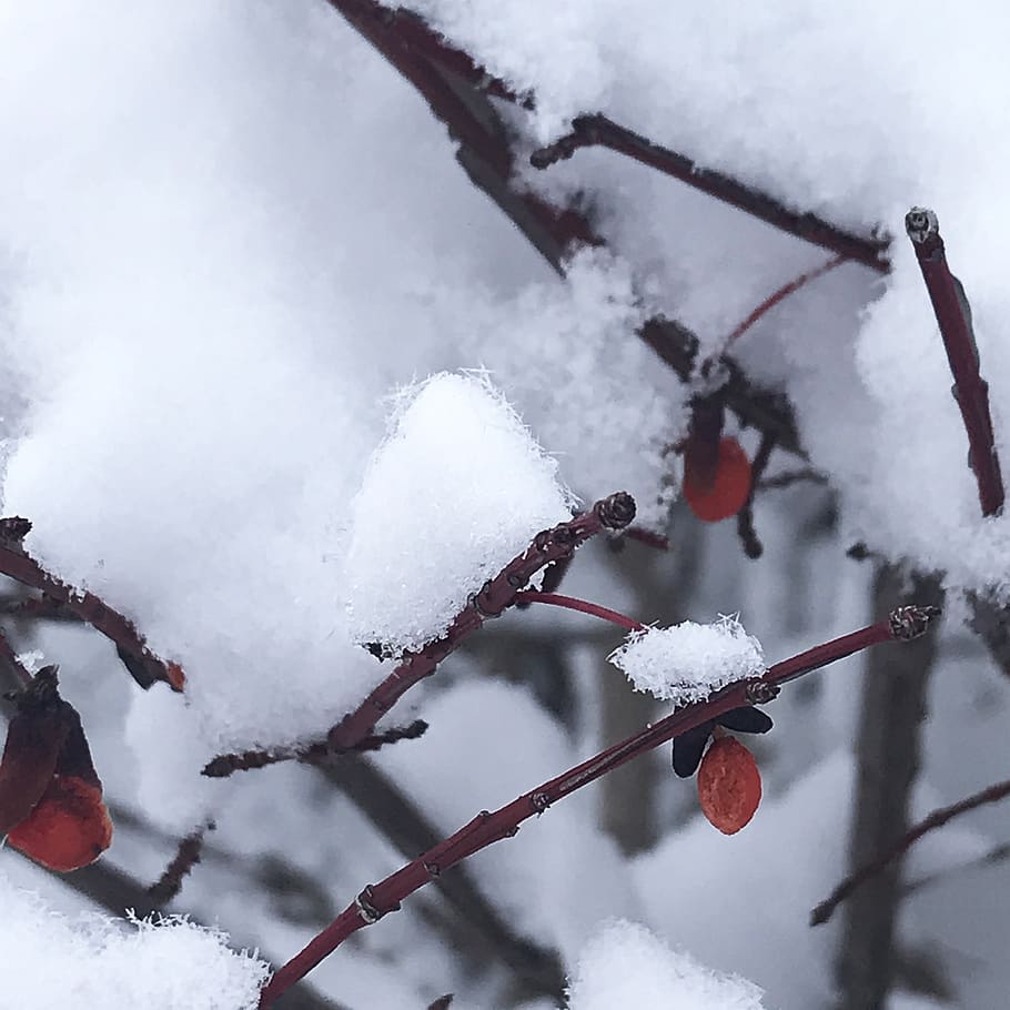 salju, Kanada, kristal es, canadian hollyberry, musim dingin, salju yg turun, hijau sepanjang tahun, winterberry, ranting, Holly