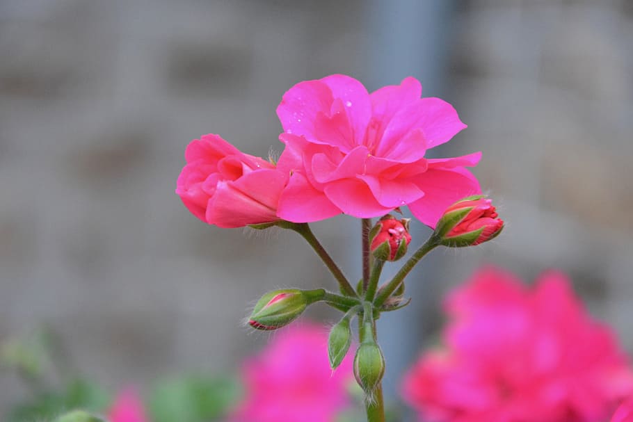 pink flowers, geranium, garden, nature, pink, flower, rose geranium, rose petals, botany, flowering