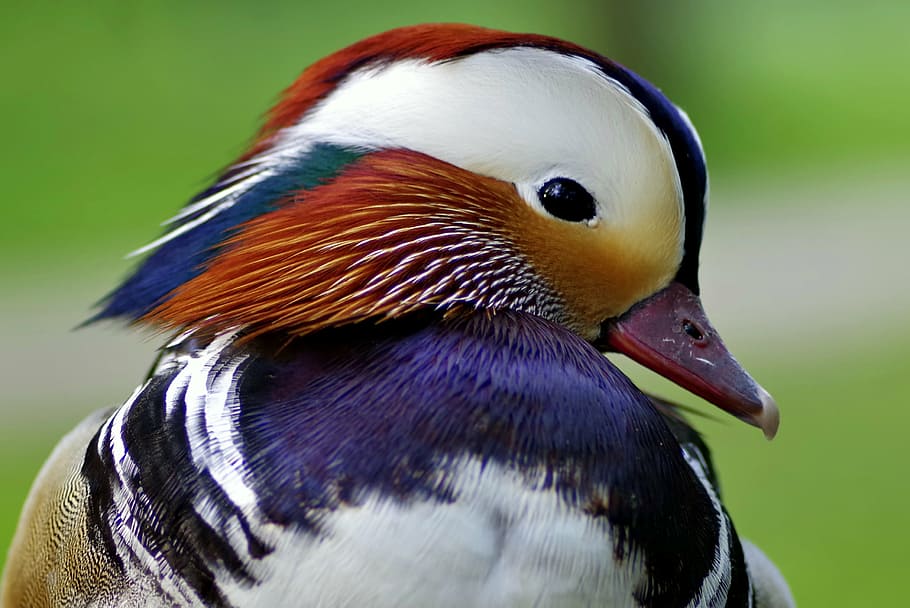 pato mandarín, mandarina, pato, pájaro, apuesto, de lado, la cabeza de los colores, blanco, rojo, azul marino