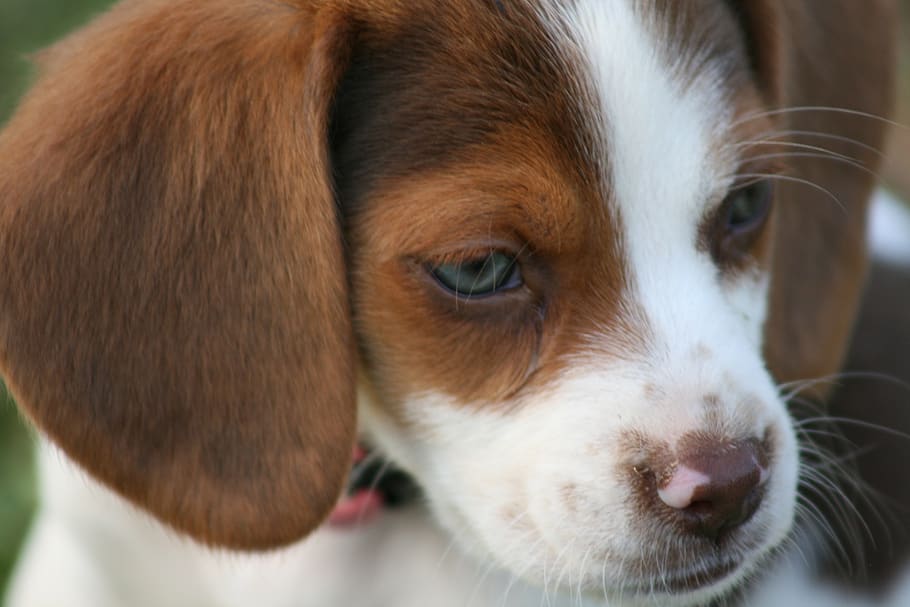 beagle, puppy, dog, pet, animal, cute, friend, loving, sweet, pedigree