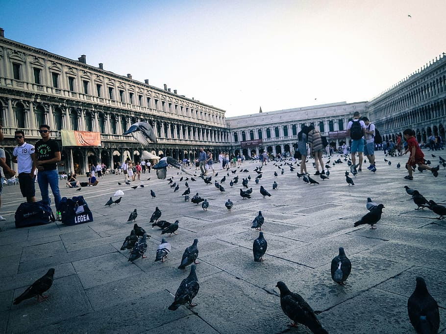 bandada de palomas, gente, observando, bandada, palomas, roma, Plaza de San Marcos, Piazza San Marco, Venecia, Italia