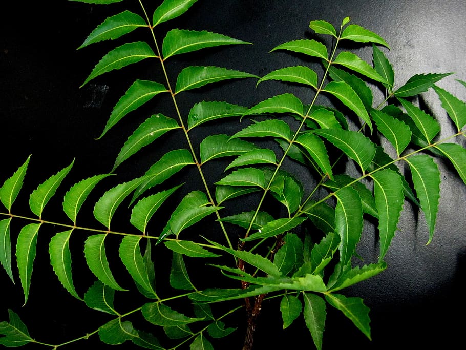green, leaves, black, surface, neem leaves, neem, herb, leaf, nature, plant