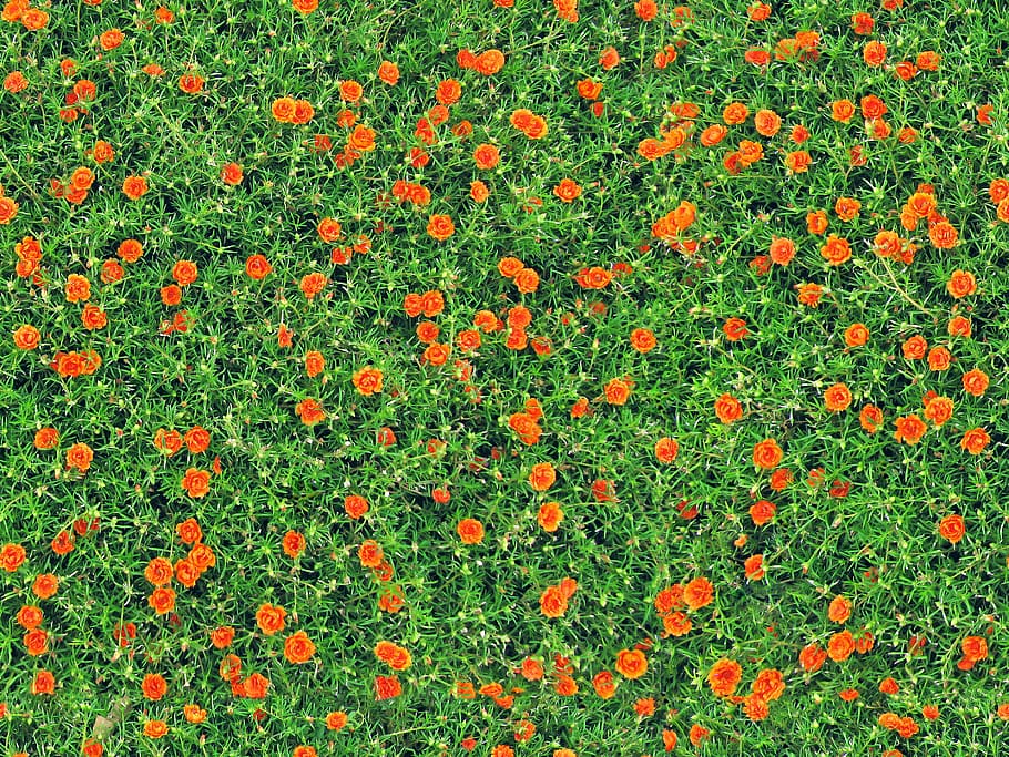 aerial, photography, orange, flowers, carnations, seamless, texture, pinks, dianthus, flat