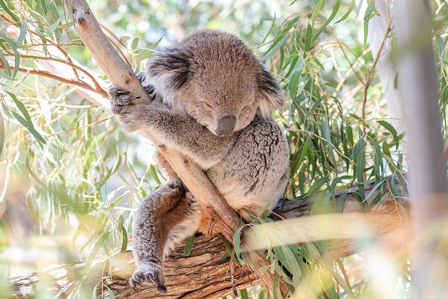 coala, marsupial, herbívoro, arbóreo, animais selvagens, australiano, austrália, animal, bonitinho, natureza