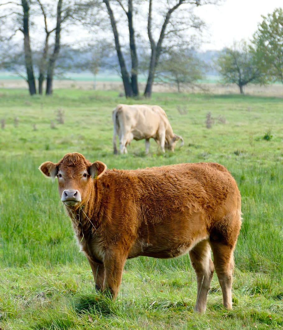 calf, cow, cows, pasture, meadow, graze, agriculture, cattle breeding, nature, animal themes