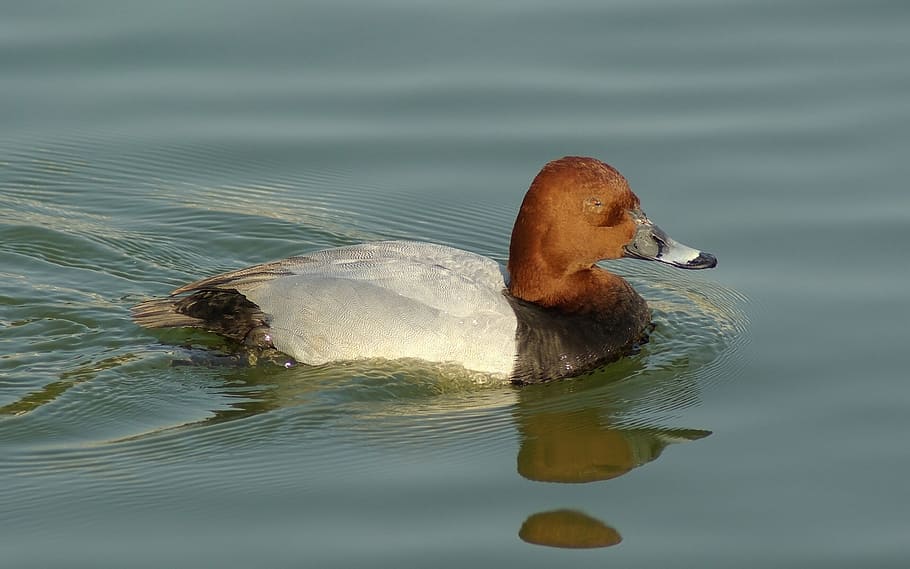 common pochard duck, bird, male, swimming, dive, water, wildlife, outdoor, red head, animal themes