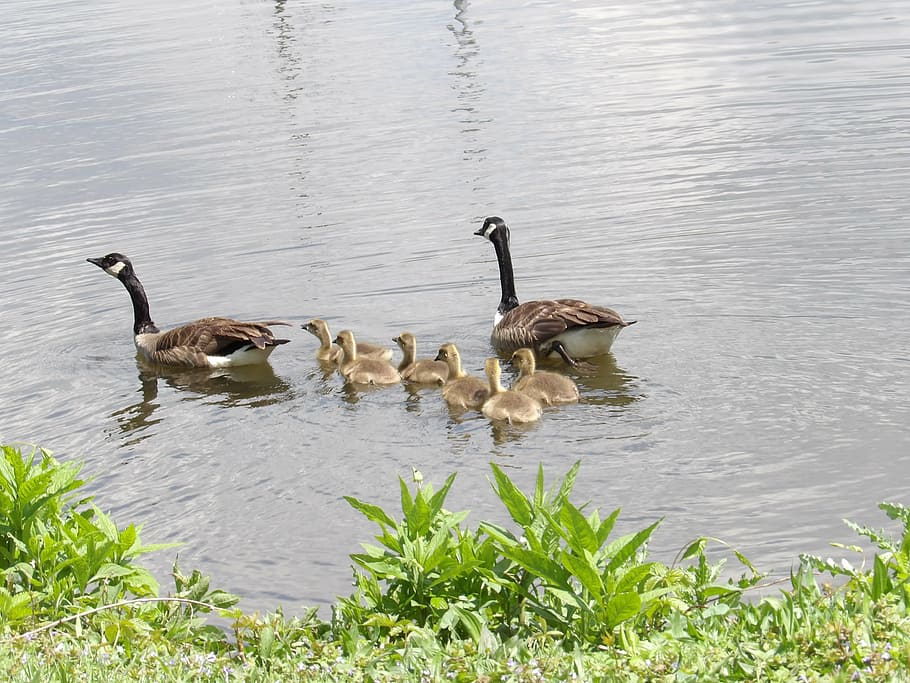 goslings, geese, pond, lake, swimming, young, birds, wildlife, bird, nature