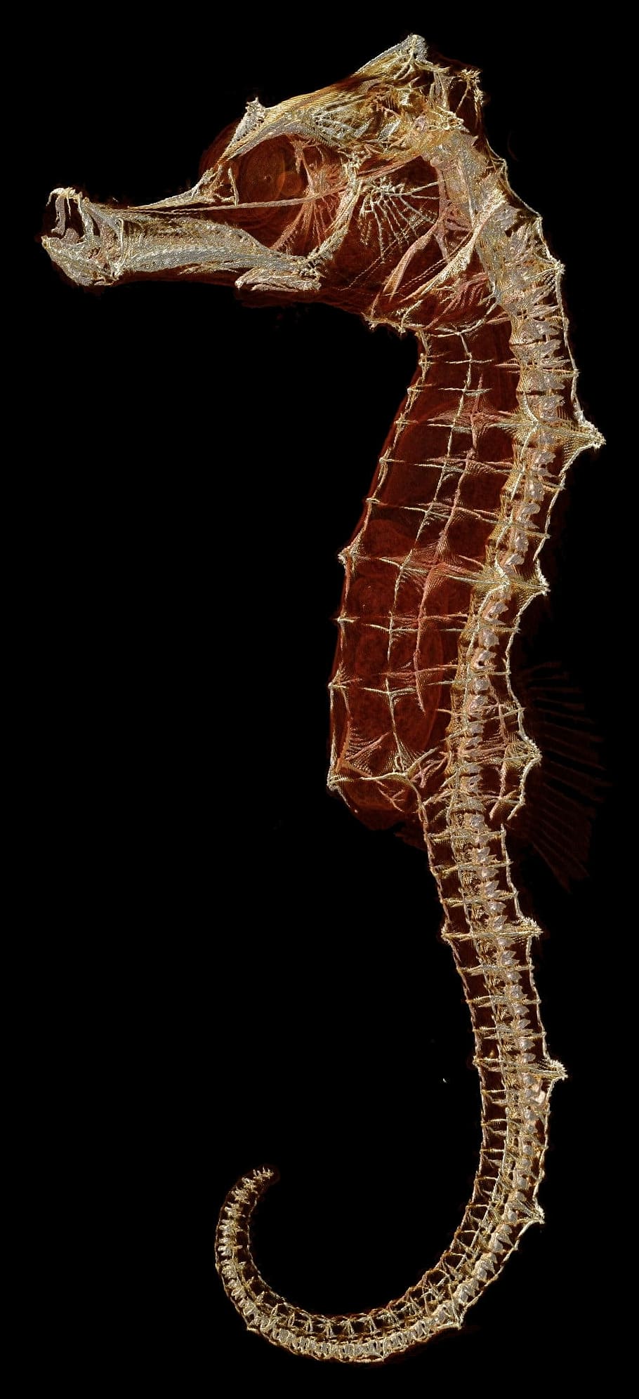 タツノオトシゴのイラスト タツノオトシゴ スケルトン 生物学 魚 動物 動物のテーマ 一匹 動物の野生動物 スタジオ撮影 Pxfuel
