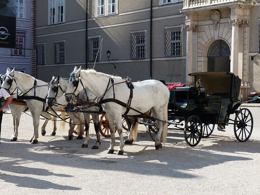 white, horses, brown, chariot, horse drawn carriage, mold, tourism, salzburg, austria, domestic animals