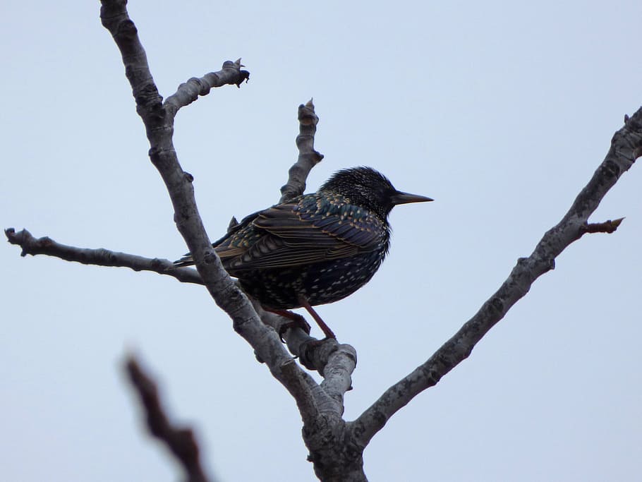 bird, starling, branch, winter, lookout, animal wildlife, animals in the wild, tree, one animal, perching