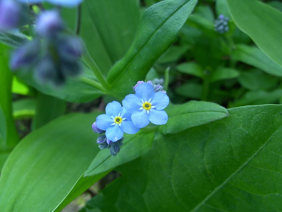 Do Not Forget Me, Blue Flower, Cute, flower, leaf, green color, growth, nature, beauty in nature, flowering plant