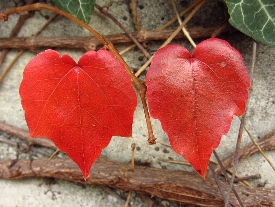 two red leaves, leaves, autumn, discolored, two, heart shaped, pair, together, for two, heart