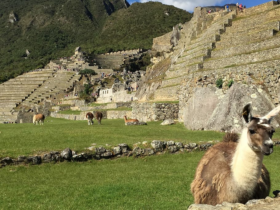 Machu, Peru, Hiking, machu pichu, llama, andes, inca, machu Picchu, cusco City, mountain