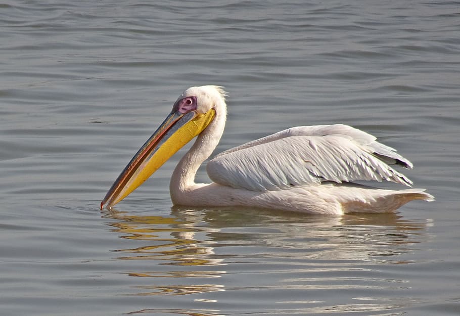 bird, great white pelican, pelecanus onocrotalus, eastern white pelican, rosy pelican, white pelican, water, wildlife, nature, animal