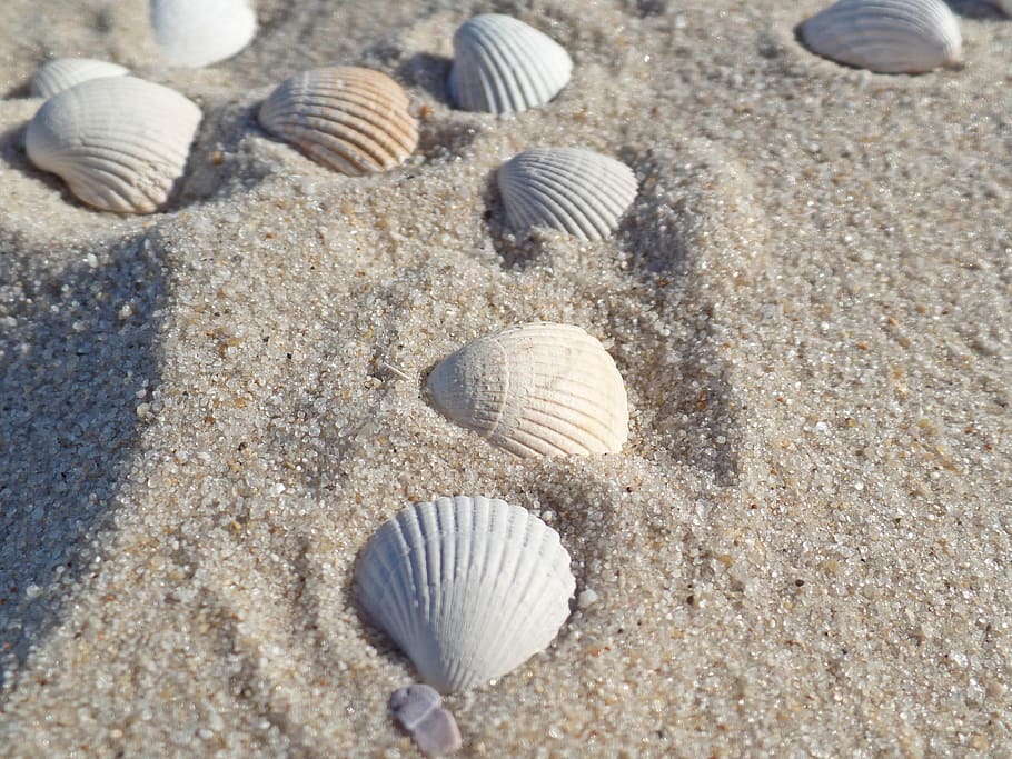 blanco, beige, conchas marinas, arena, Shell, Sylt, playa, mar del Norte, mar, agua