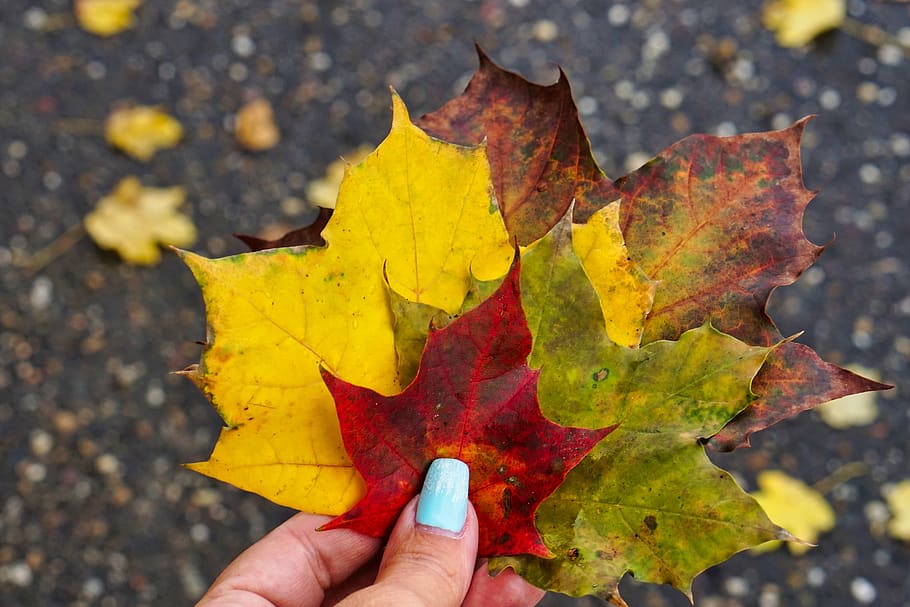 musim gugur, jatuh dedaunan, daun, tangan, alam, hutan, warna musim gugur, daun gugur, warna-warni, lanskap