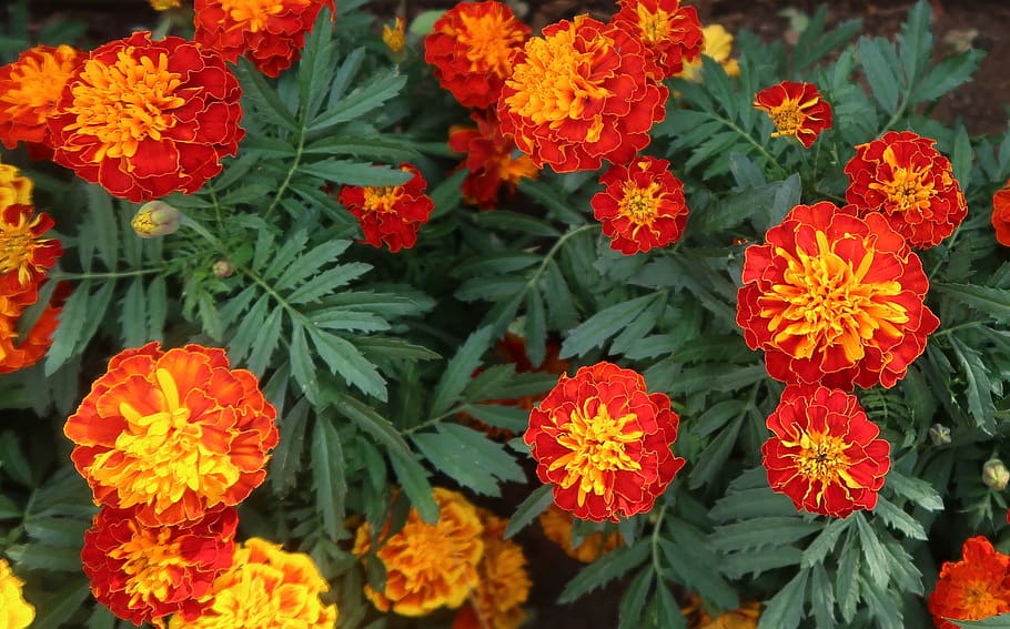 french marigold, marigold red, blossom, bloom, marigold, flora, colorful, marigolds, nature, garden