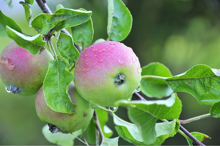 apple, leaves, fruit, branch, green, nature, leaf, food, agriculture, orchard