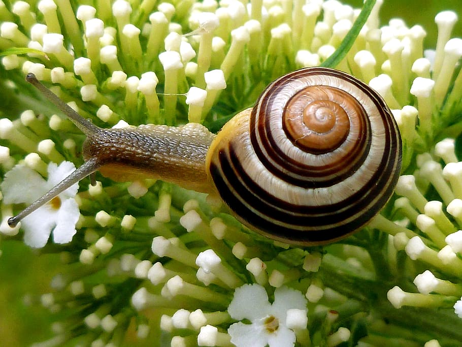 brown, snail, white, flowers, garden snail, shell, snail shell, nature, slowly, probe