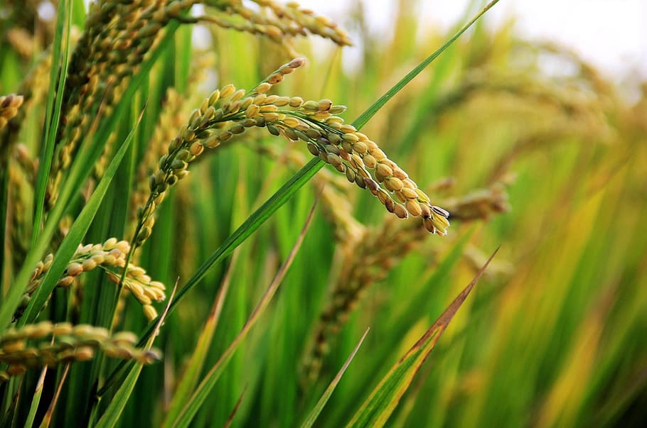 yellow, wheat plants, daytime, in rice field, rice, plant, growth, cereal plant, crop, agriculture