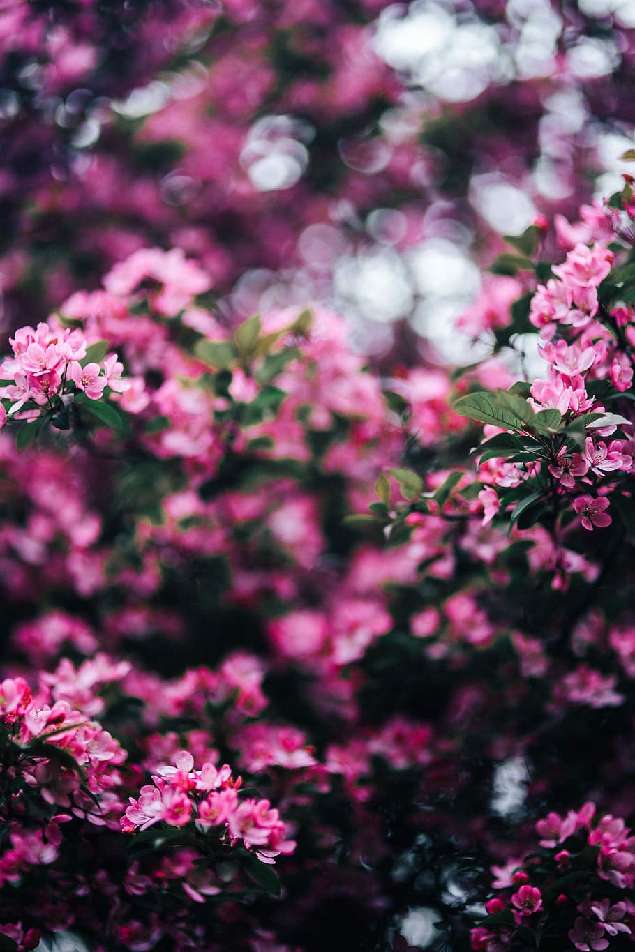 encantador, rosa, flores, floración, ramas de los árboles, árbol, ramas, copia espacio, primavera, flor