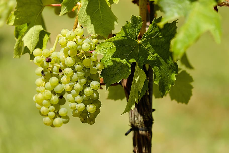 white, grapes, brown, stick, fruit, vine, vines, wine, food and drink, growth