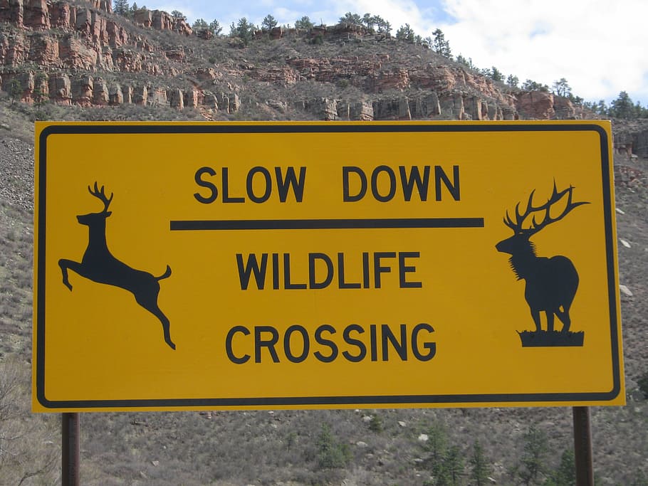 wildlife, sign, road, animal, icon, symbol, outdoor, emblem, sky, beware