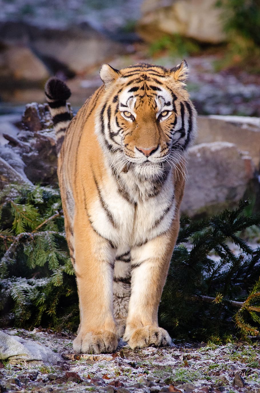 Harimau Siberia, harimau oranye dan putih, tema binatang, hewan, mamalia, kucing, margasatwa binatang, kucing besar, harimau, hewan di alam liar