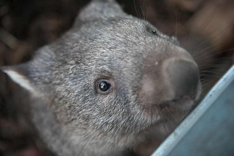 gray rodent, wombats, tasmania, marsupial, herbivore, australia, mammal, wildlife, one animal, animal wildlife