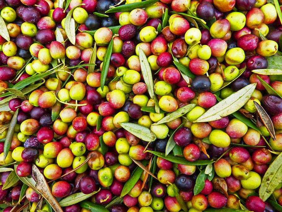 red, green, fruit lot, olives, olivas, arbequina, harvest, food, fruit, freshness