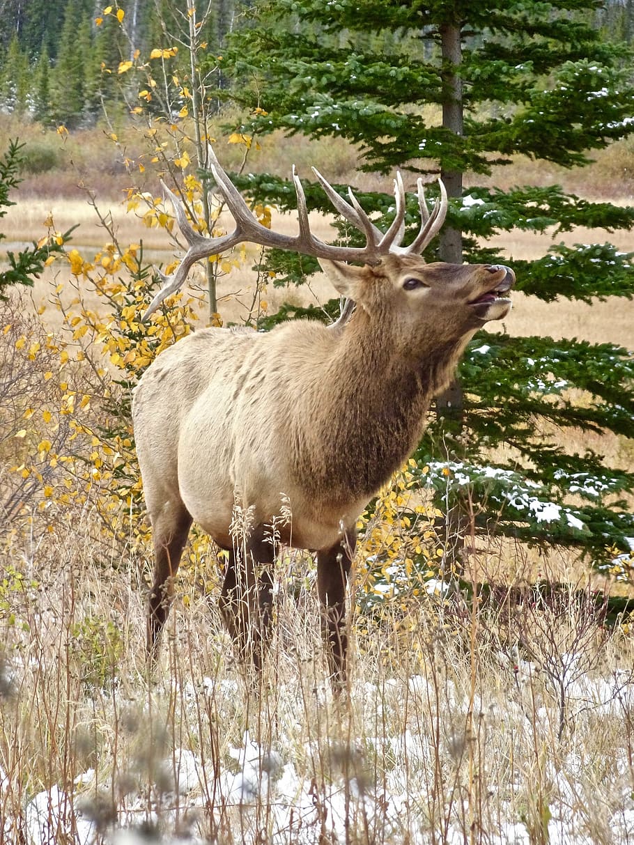 brown, moose, standing, tree, stag, elk, calling, wildlife, antlers, male