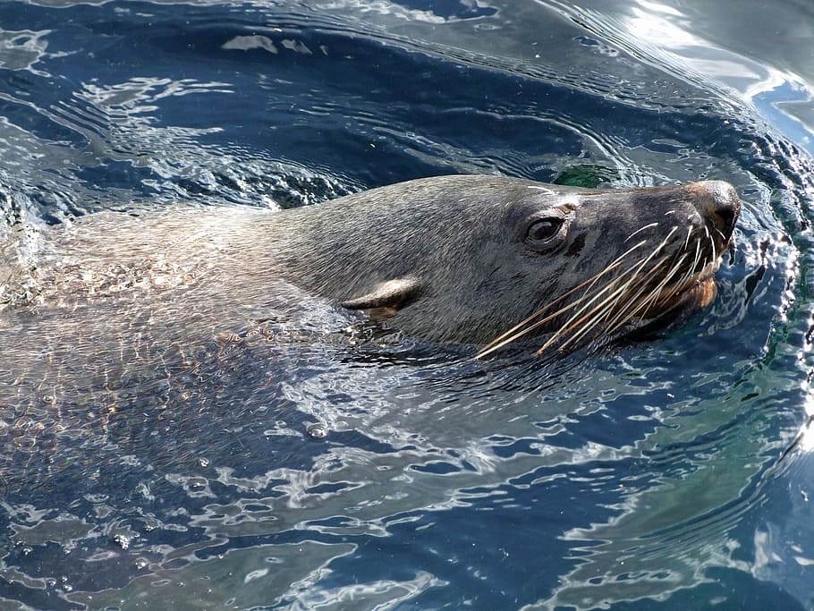Arctocephalinae de focas, Robbe, Lobo-marinho, Arctocephalinae, otariidae família de focas, mamífero, predador, animal, cabeça, água
