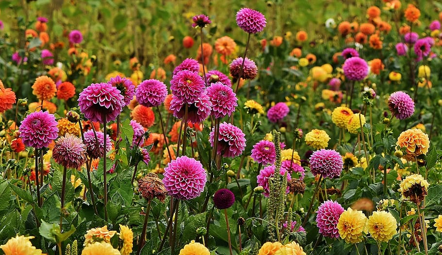 selective, focus photography, pink, yellow, petaled flowers, dahlias, autumn, asteraceae, flower garden, ornamental flower