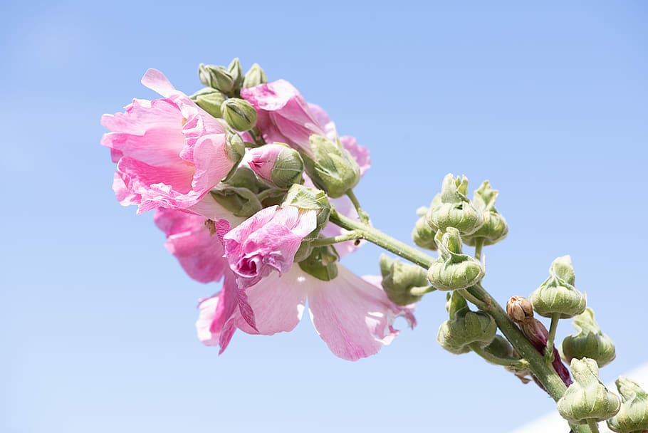 stock rose, pink, pink hollyhock, flower, flowers, pink flowers, pink flower, garden, in the garden, sky