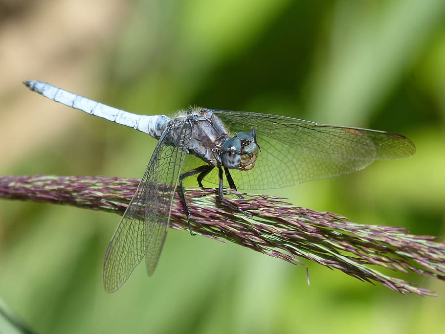 blue dragonfly, cane, duster, wetland, orthetrum cancellatum, dragonfly, pose, hide, i don't see, animal themes