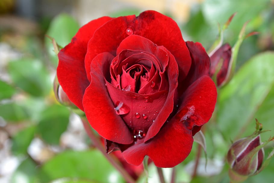 red, rose, flower close-up photo, flower, victor hugo, summer, valentin, love, flowering plant, beauty in nature